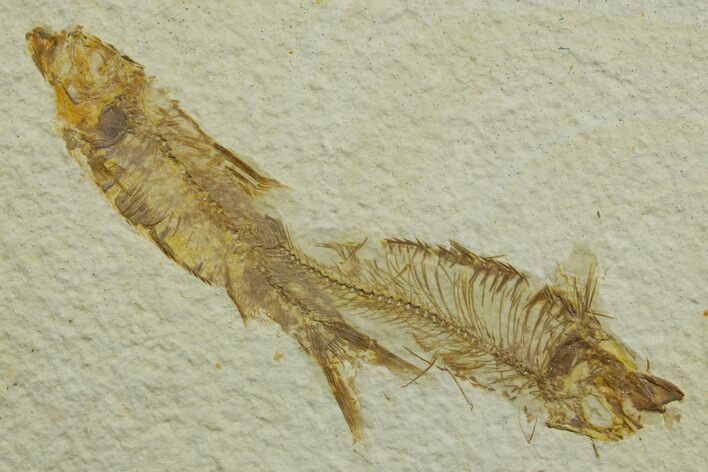 Limestone with Two Fossil Fish (Knightia) - Wyoming #363919